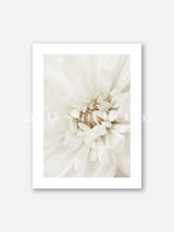 Close up White Flower  - Poster