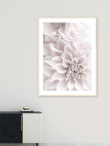 Dahlia Soft Pink Flowers - Poster