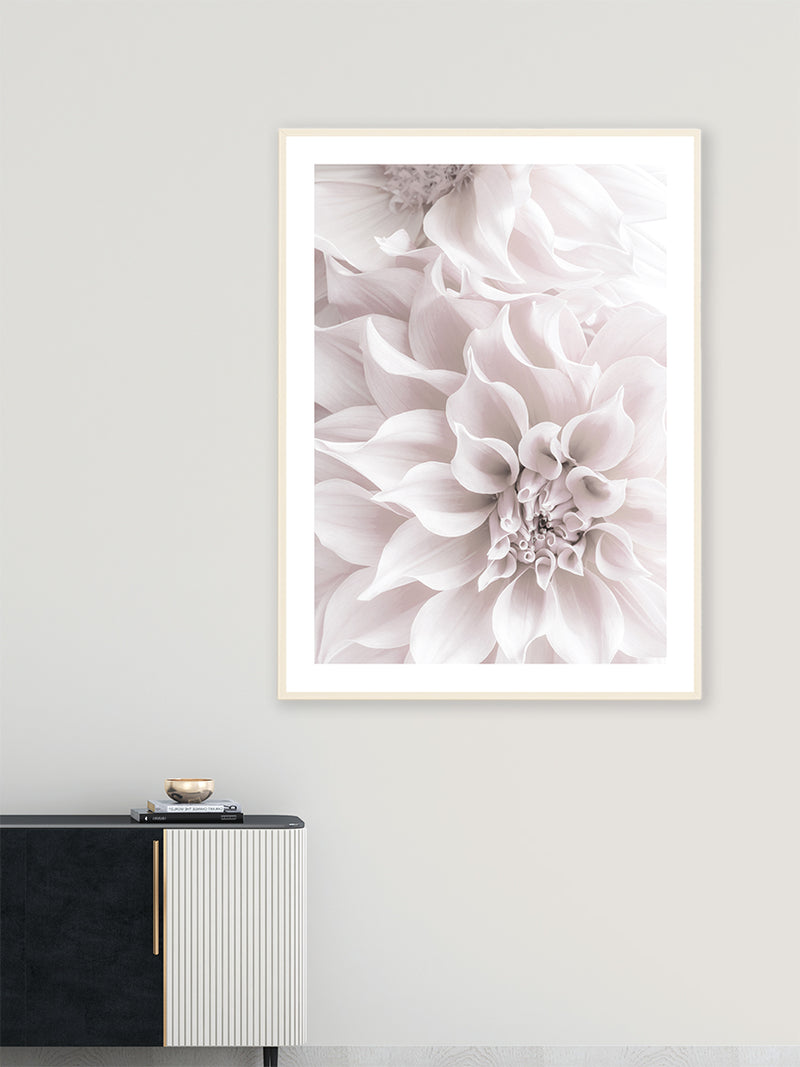 Dahlia Soft Pink Flowers - Poster