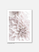 Dahlia Soft Pink Flowers - Poster