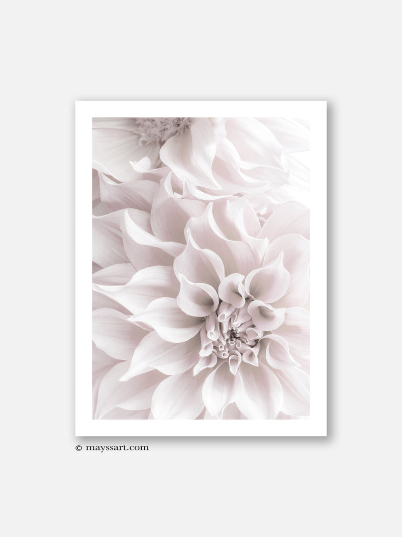 Dahlia Soft Pink Flowers - Poster