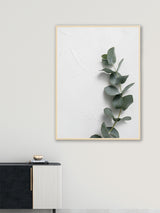 Eucalyptus Leaf - Poster