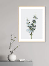 Eucalyptus Leaves - Poster