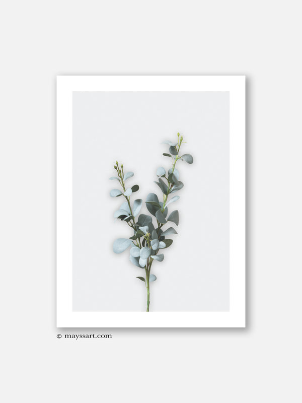 Eucalyptus Leaves - Poster