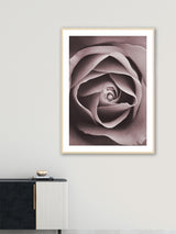 Purple Rose Flower - Poster