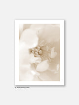 Beige Flower Petals- Poster