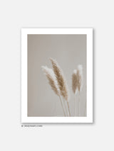 Beige Pampas - Poster