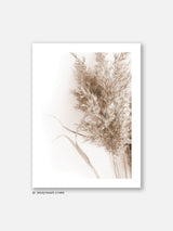 Dried Pampa Herb- Poster