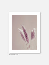 Pink Pampas - Poster