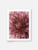 Red Dahlia - Poster