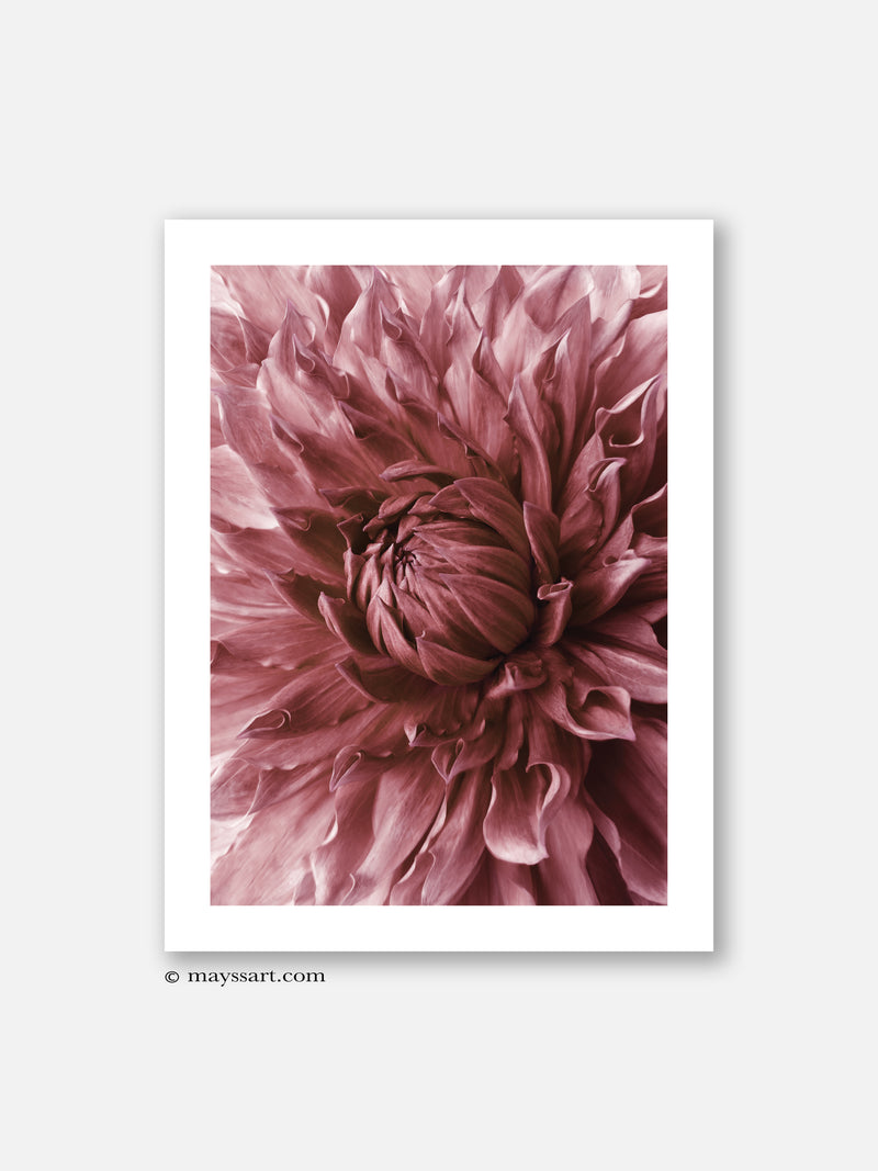 Red Dahlia - Poster